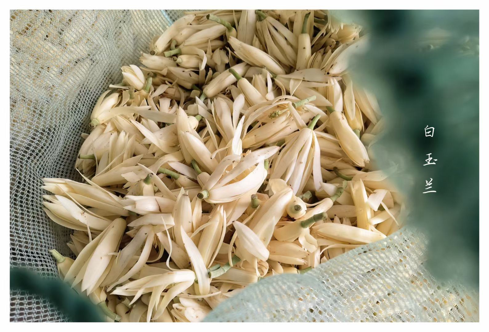 白兰花(别名白玉兰)