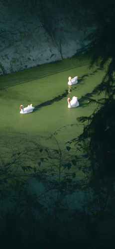 绿色氛围手机壁纸高清无水印771